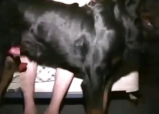 Gay dude fucked by a big-dicked dog