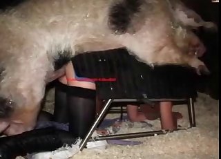 Bondage-style sex with a sexy pig