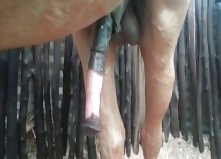 Stallion dick becoming extremely massive