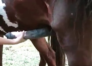 Big-dicked horse gets a passionate handjob