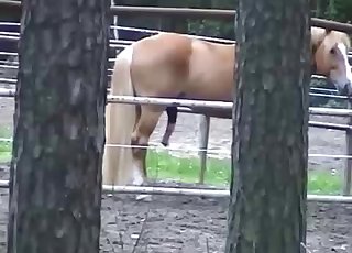Horse showing off its massive boner