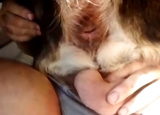 Owner stick a dildo in his animal ass