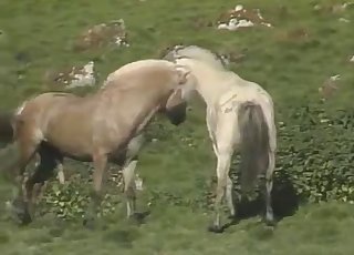 Outdoors action with two horses