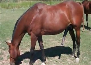 Insanely huge cock of a stallion
