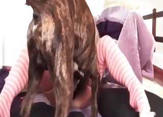 Impressive sex with a hung pooch
