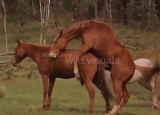 Wild brown horses fuck in the forest