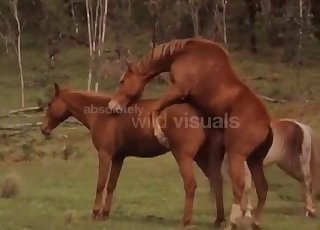 Wild brown horses fuck in the forest