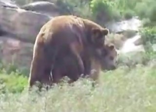 Sexy bear banging his mate outdoors