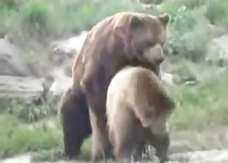Sexy bear banging his mate outdoors