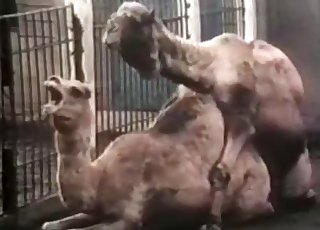 Camels are banging in the doggy style