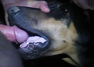 Nasty dog getting face-fucked hard