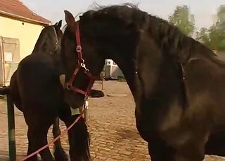 Extreme action with a kinky mature zoophile