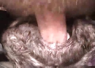 Close-up zoo sex action for you