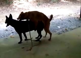 Two dogs fucking like crazy outdoors