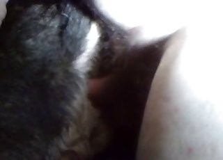 Slowly sticking my cock in doggy asshole