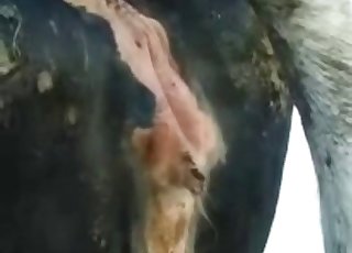 Bull fucks a nice cow from behind