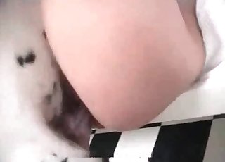 Dalmatian screwing her wide-opened cunt